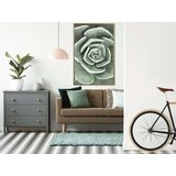  Poster - Robust Plant 40x60 | shoptok.hr