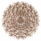 VDE Tivoli 1996 Plastični pogrinjek 6 kos ø 38 cm Dandelion - Villa d'Este Cene