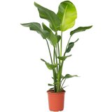 Plant in a Box strelicija - strelitzia nicolai - višina 90-110cm - ⌀21cm, (21758018) Cene