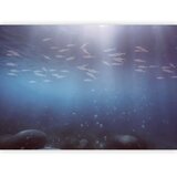  Foto tapeta - Fish in the depths 147x105 Samoljepljiva | shoptok.hr