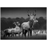 ProArt Slika na platnu (Herd of Deer, Š x V: 80 x 60 cm) Cene