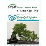 Saflax Bonsai - sredozemska pinija u