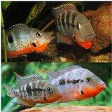 Akvarijum Centar firemouth cichlids | ePonuda.com