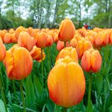 Royal De Ree tulipa blushing apeldoorn 5/1 Cene