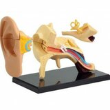 Model ljudskog uha SK012 Cene