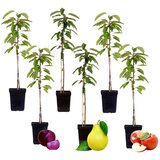 Plant in a Box sladki steber - 6 kos - sweet pillar - višina 60-70cm - ⌀9cm, (21757734) Cene