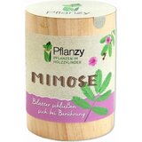Feel Green Pflanzy "mimoza" | Shoptok.si