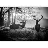  Foto tapeta - Deers in the Morning 490x350 Samoljepljiva | shoptok.hr
