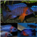 Akvarijum Centar Red sholder peacock | ePonuda.com