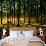  Foto tapeta - Spring: Morning in the Forest 490x350 Samoljepljiva | shoptok.hr