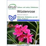 Saflax Puščavska vrtnica | Shoptok.si