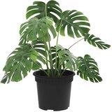  Okrugla saksija za cveće 24 pcs Crna Ø 12,5 x 10 cm Plastika | shoptok.hr