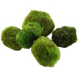 Rainforest cladophora aegagrophila | ePonuda.com