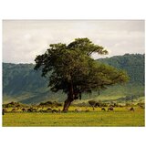  Tapeta - In a crater of Ngoro ngoro 200x154 | shoptok.hr