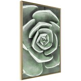  Poster - Robust Plant 40x60 | shoptok.hr