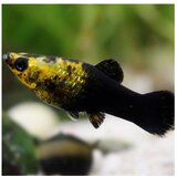 Akvarijum Centar Poecilia sphenops var. - Gold dust moli | ePonuda.com