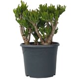 Plant in a Box okroglolistna tolstolistnica - crassula ovata 'hobbit' - višina 55-60cm - ⌀30cm, (21758301) | Shoptok.si
