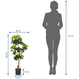 MID.YOU Umetna Rastlina Schefflera | Shoptok.si