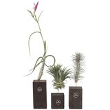 Plant in a Box tilancija 'burnt wood trio' - 3 kos - tillandsia - višina 30-35cm, (21758280) | Shoptok.si