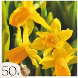 Plant in a Box Čebulice narcis - 50 kos - Narcissus 'Tête-à-Tête' - Cvetne čebulice - Rumena, (21755725) | Shoptok.si