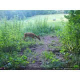 OXE Fotozamka Spider 4G i solarni panel + 32GB SD kartica, stativ i 8kom baterija! | shoptok.hr