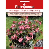 Dürr Samen velika begonija temni listi | Shoptok.si