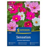 KIEPENKERL Cvetlična semena Pernatolistna kozmeja Sensation (Cosmos bipinnatus, Večbarvna) Cene