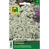 Alyssum "Snežna odeja"