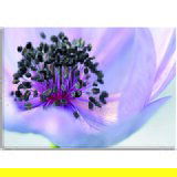 Pintdecor Zidni ukras Anemone Pintdecor Zidni ukras Anemone Slike