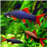 Akvarijum Centar epalzeorhynchos frenatus | ePonuda.com