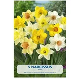  Cvjetne lukovice Narcissus mixed (Žuta, Botanički opis: Narcissus)