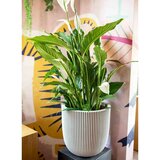 Capi Cvetlično korito Groove 35x34 cm slonokoščena, (20981557) | Shoptok.si
