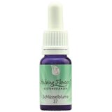 Helping Flowers® nr. 37 Trobentica | Shoptok.si