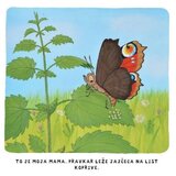 Avrora tako zraste metulj | Shoptok.si