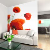  Tapeta - Poppies on the wihite background 300x231 Cijene