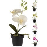  Orhideja u tegli 25 cm sort | shoptok.hr