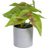 Ixia Umetna rastlina (višina 20 cm) Syngonium – Cene