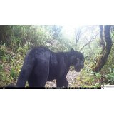 OXE Lovska kamera WiFi Hunter RD3019 in klasični daljnogled FOMEI 7-21x40 ZCF Zoom + 32GB SD kartica, 8 baterij in stojalo! | Shoptok.si