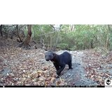 OXE Fotozamka WiFi Lovac RD3019 + 32GB SD kartica, 8kom baterija i stativ! | shoptok.hr