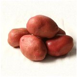  Krompir Red Scarlet 5kg A 35/55 | Eponuda.ba