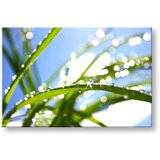  Slike na platnu biljke (moderne slike na platnu) | ePonuda.com