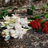 Gucci Bloom parfemska voda za žene 100 ml | shoptok.hr