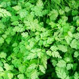 Kokopelli Bio krebuljica - 1 g Cene