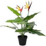  Umjetna Strelitzia Biljka Zelena 65 x 13 x 55 cm Cijene