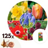 Plant in a Box Cvetlične čebulice 'Garden Colourful' - 125 kos, (21755666) | Shoptok.si
