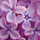 Yankee Candle Lilac Blossoms dišeča sveča Signature 110 g | Shoptok.si