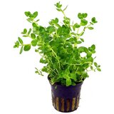 Rainforest rotala sp. green Cene