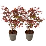 Plant in a Box japonski javor - 2 kosi - acer palmatum atropurpureum - višina 35-55cm - ⌀15cm, (21814292) u
