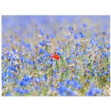 Tapeta - A sky-colored meadow - cornflowers 200x154 | shoptok.hr