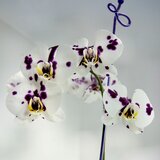  Štap za orhideje 3 komada 600mm Cene
